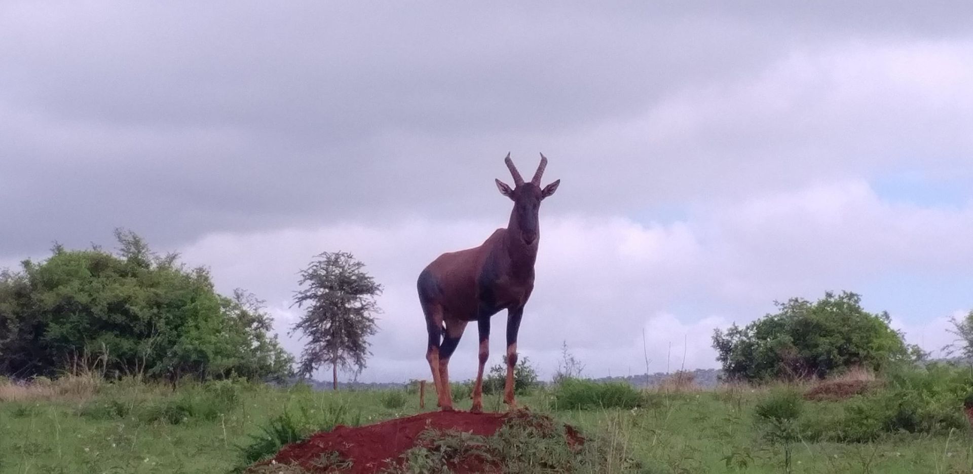 Jungle Safari tour in india